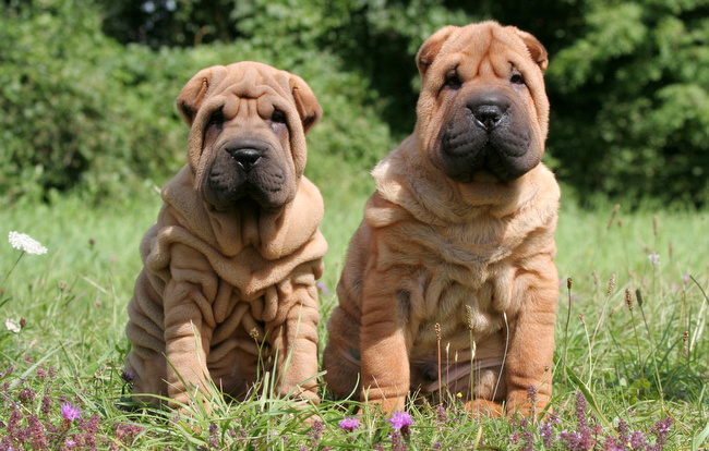 shar pei charakterystyka i pielęgnacja