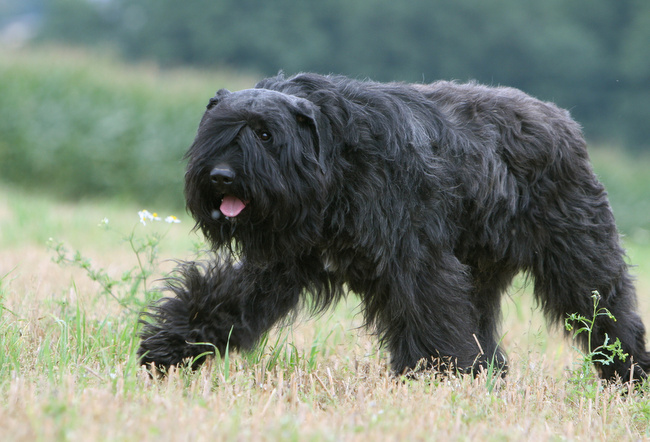 bouvier de Flandres charakterystyka i pielęgnacja