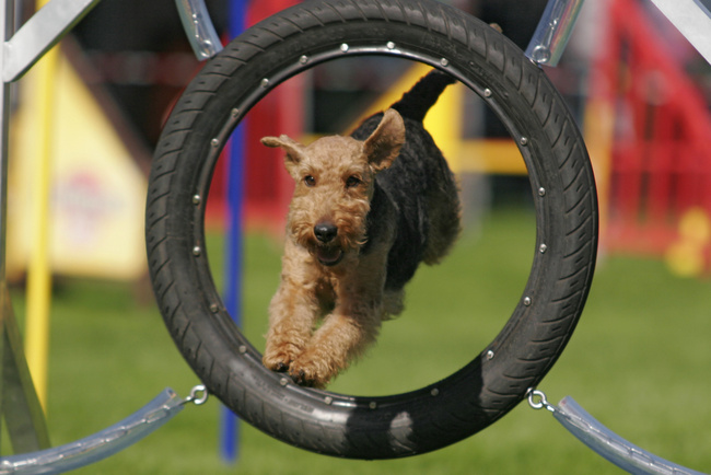 terier walijski charakterystyka i pielęgnacja 