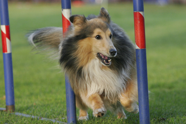 owczarek szetlandzki charakterystyka i pielęgnacja