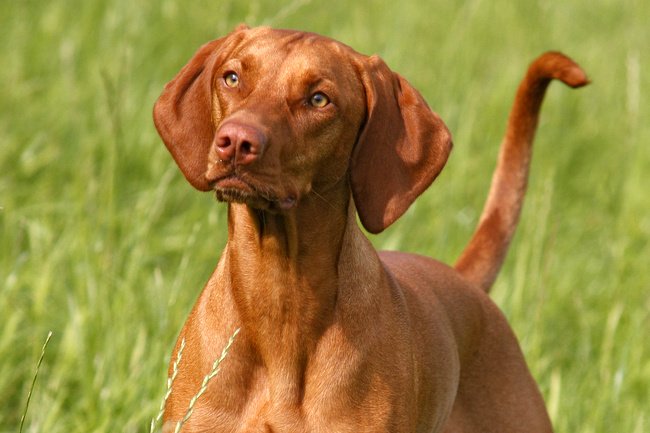 wyżeł węgierski charakterystyka i pielęgnacja