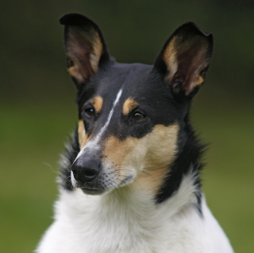 owczarek szkocki collie krótkowłosy charakterystyka i pielęgnacja 