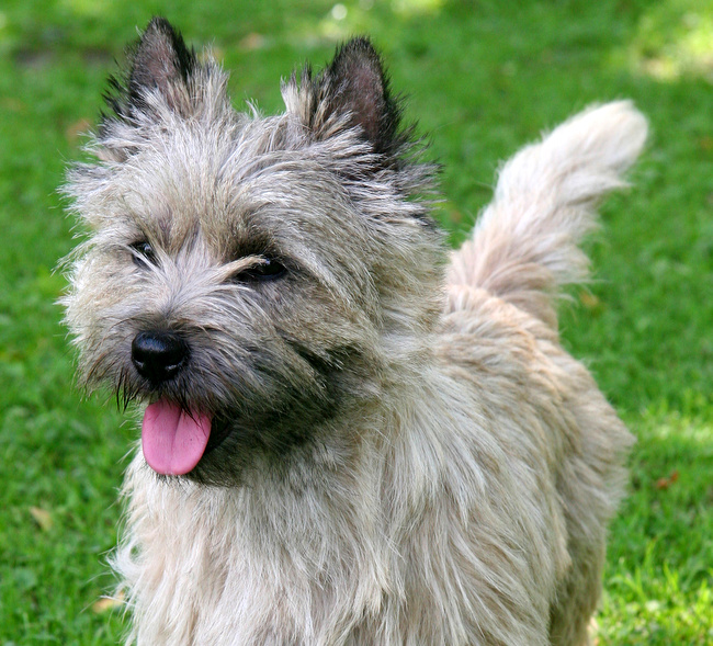 cairn terrier charakterystyka i pielęgnacja 