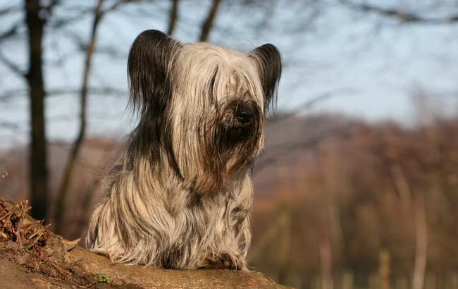 skye terrier charakterystyka i pielęgnacja