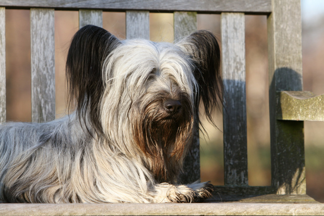 skye terrier charakterystyka i pielęgnacja