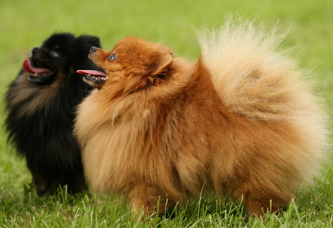 pomeranian charakterystyka i pielęgnacja