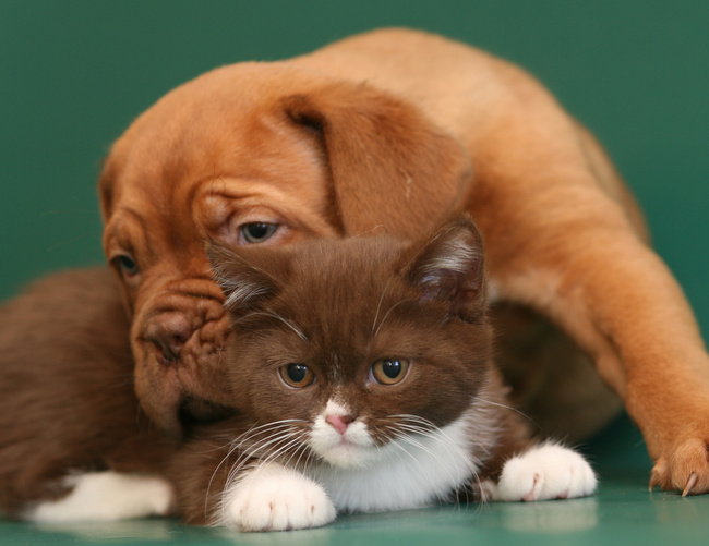 dog de bordeaux charakterystyka i pielęgnacj