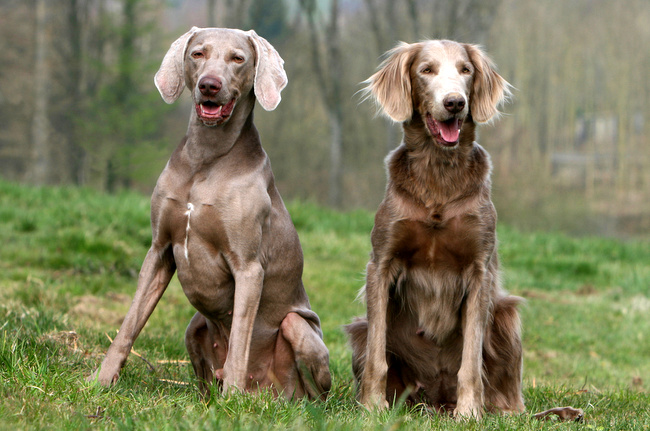 wyżeł weimarki charakterystyka i pielęgnacja