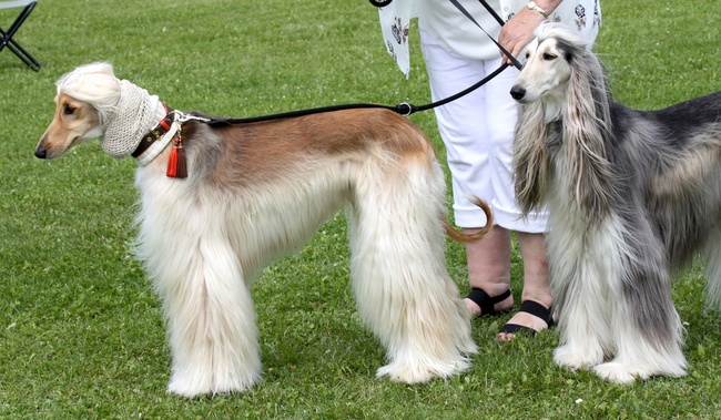 afgan charakterystyka i pielęgnacją