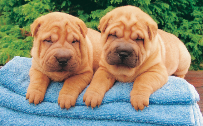 shar pei charakterystyka i pielęgnacja