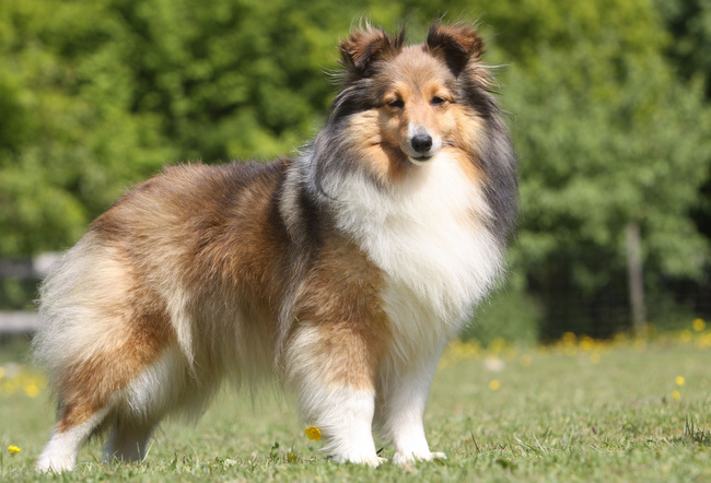 owczarek szetlandzki charakterystyka i pielęgnacja