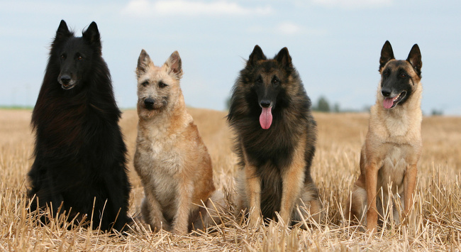 owczarki belgijskie odmiany