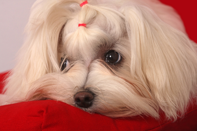 maltańczyk charakterystyka i pielęgnacja