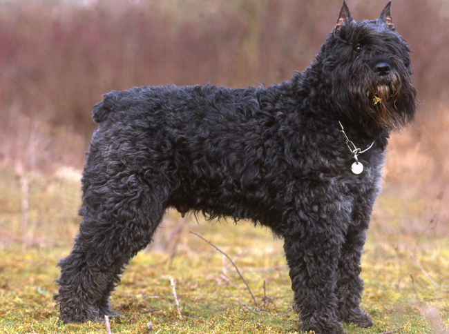 bouvier de Flandres charakterystyka i pielęgnacja