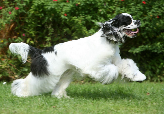 amerykański cocker spaniel charakterystyka i pielęgnacja