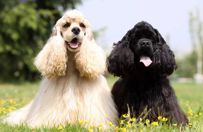 amerykański cocker spaniel charakterystyka i pielęgnacja