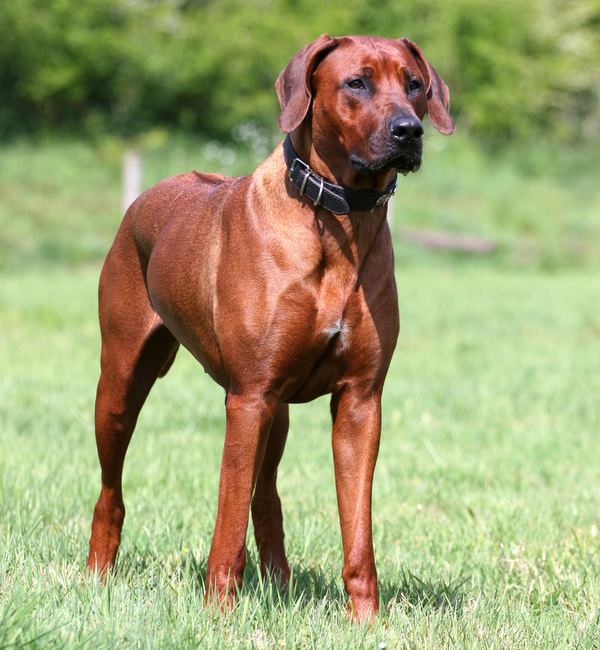 rhodesian ridgeback charakterystyka pielęgnacja