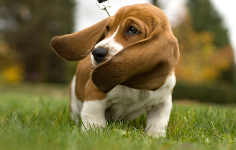 basset hound charakterystyka i pięlegnacja