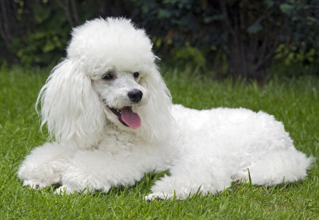 pudel charakterystyka i pielęgnacja