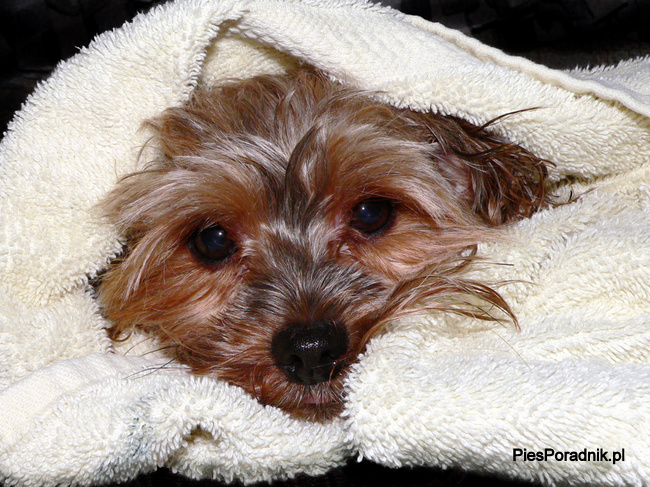 yorkshire charakterystyka i pielęgnacja 