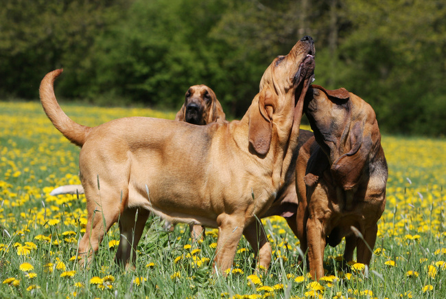 bloodhound charakterystyka i pielęgnacja