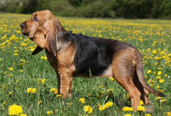 bloodhound charakterystyka i pielęgnacja