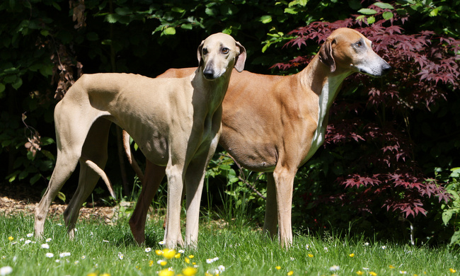 azawakh charakterystyka i pielęgnacja