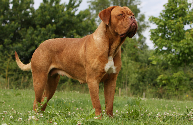 dog de bordeaux charakterystyka i pielęgnacj