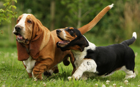 basset hound charakterystyka i pięlegnacja