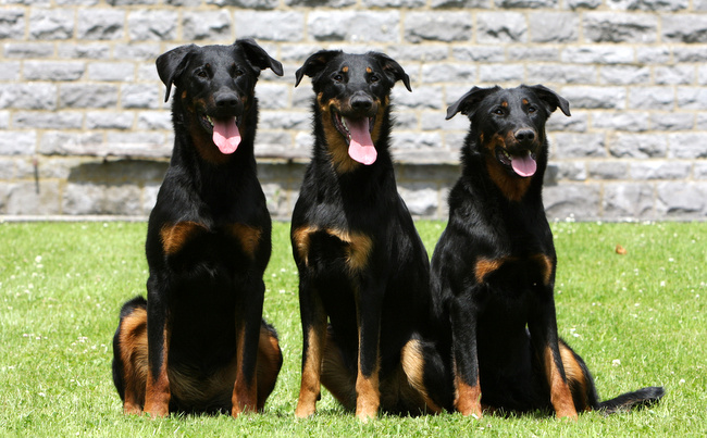 beauceron charakterystyka i pielęgnacja