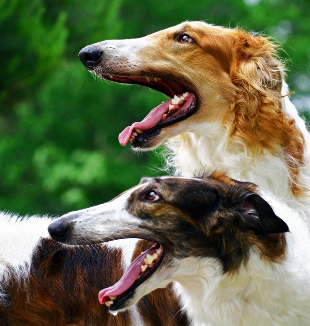 borzoj charakterystyka i pielęgnacja