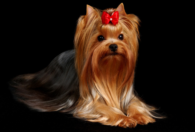 yorkshire charakterystyka i pielęgnacja 