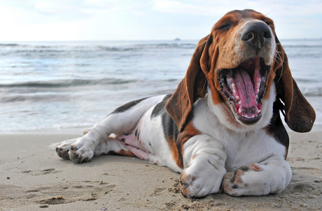 basset hound charakterystyka i pięlegnacja