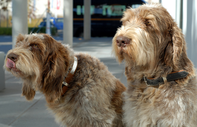 spinone italiano charakterystyka i grooming