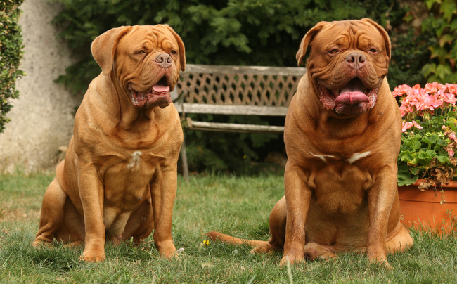 dog de bordeaux charakterystyka i pielęgnacj