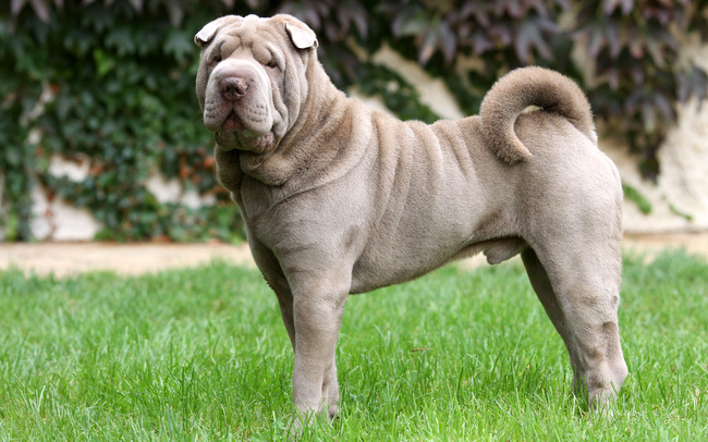 shar pei charakterystyka i pielęgnacja