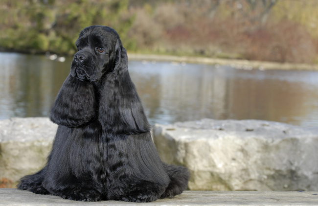 amerykański cocker spaniel charakterystyka i pielęgnacja