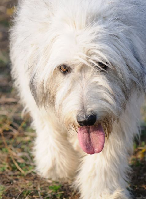 jużak charakterystyka i pielęgnacja