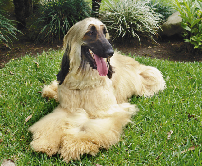 afgan charakterystyka i pielęgnacją