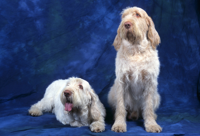 spinone italiano charakterystyka i grooming