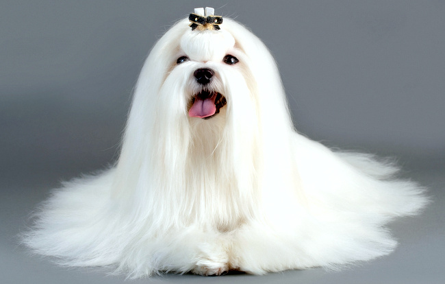 maltańczyk charakterystyka i pielęgnacja