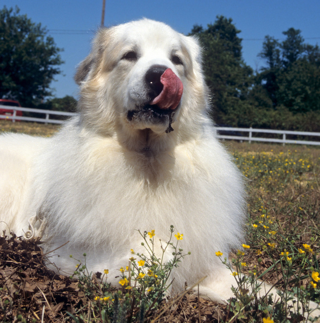 pirenejski pies górski charakterystyka i pielęgnacja 