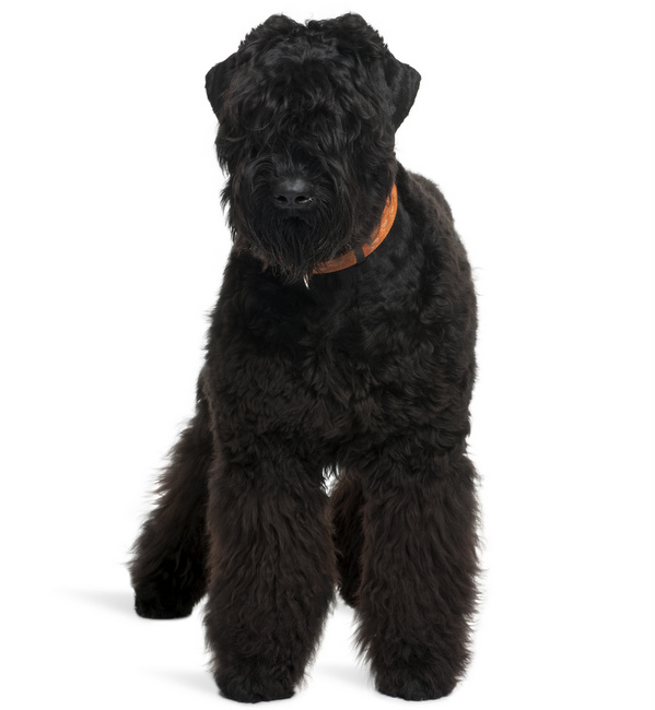 czarny rosyjski terier charakterystyka i pielęgnacja