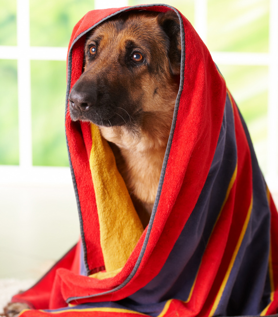 owczarek niemiecki charakterystyka i pielęgnacja