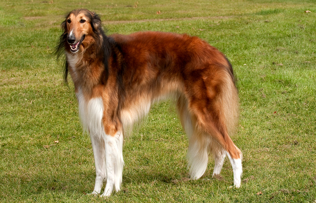 borzoj charakterystyka i pielęgnacja