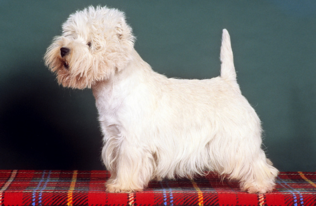 west highland white terrier charakterystyka i pielęgnacja