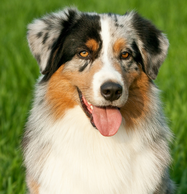 owczarek australijski charakterystyka i pielęgnacja