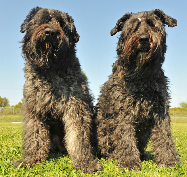 bouvier de Flandres charakterystyka i pielęgnacja