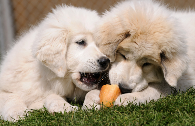 pirenejski pies górski charakterystyka i pielęgnacja 