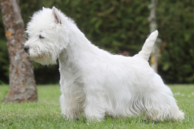 west highland white terrier charakterystyka i pielęgnacja